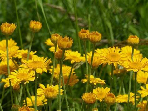 Infografika znázorňujúca nároky trvaliek na svetlo a zálievku (rozdelenie na slnko, polotieň, tieň).