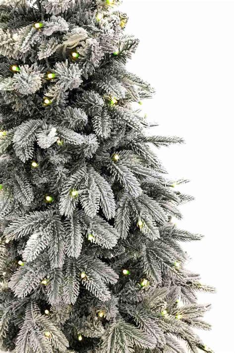 Ilustračná fotografia citrusového stromčeka v kvetináči