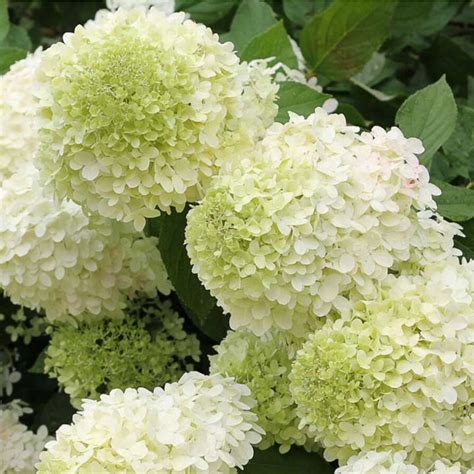 Hortenzia metlinatá s typickými kužeľovitými súkvetiami