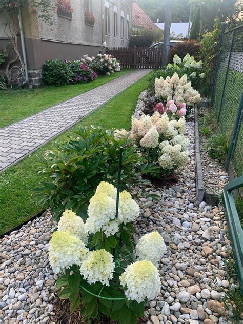 Príklad rezu hortenzie stromčekovitej