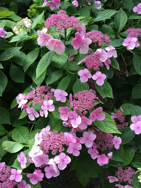 Detail odkvitnutých kvetov hortenzie kalinolistej