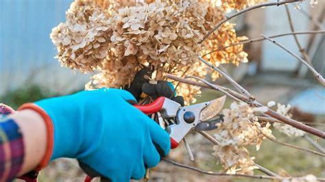 Porovnanie púčikov na starom a novom dreve hortenzie