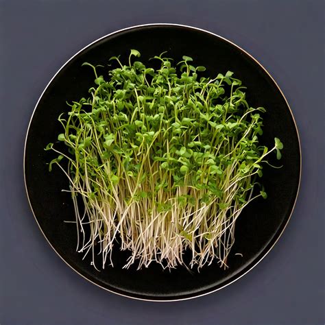 Fotografia misky s čerstvo zasiatymi microgreens