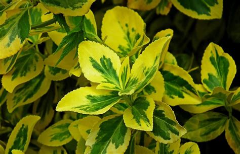 kompaktný stálezelený ker s drobnými lesklými listami