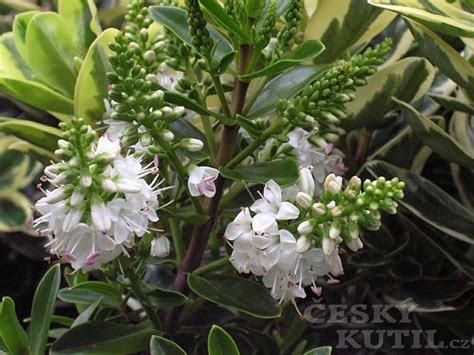 rozličné kultivary hebe v záhonovej výsadbe