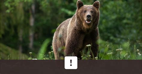 ilustračné foto medveďa v lese