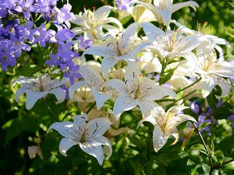 Detailná fotografia kvetov a listov ľalie pre liečivé účely