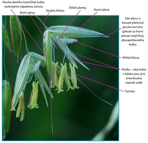 Detailná schéma listu a jahňad hrabu obyčajného