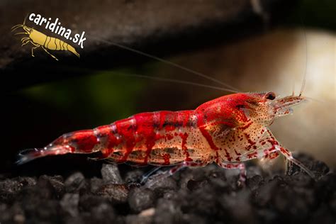 infografika porovnania vlastností aktívnych a pasívnych substrátov pre akváriové krevety