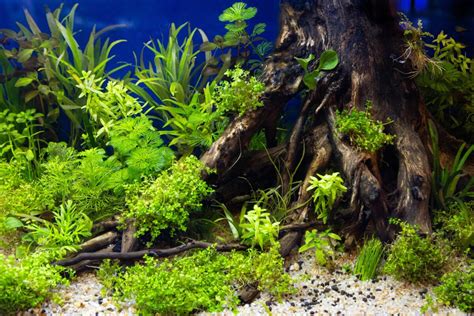 schéma vrstvenia substrátu v nano akváriu s vyznačenou výškou pre rastliny