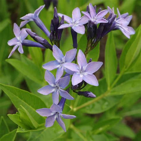 Schéma rastliny Amsonia orientalis s vyznačením koreňového systému a kvetov