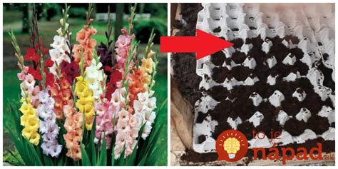 Schéma vrstvenia a zloženia ideálneho substrátu pre cibuľoviny