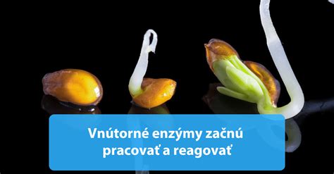 Schéma vývoja papriky od semienka cez priesadu až po dospelú rastlinu