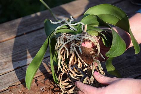 Schéma znázorňujúca zdravé korene orchidey v porovnaní s tými, ktoré treba odstrániť (hnilé/suché).