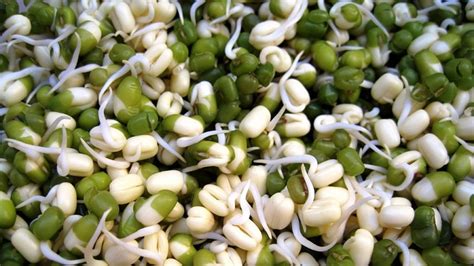 fotografia: ukážka správne naklíčených klíčkov a klíčkov s plesňou