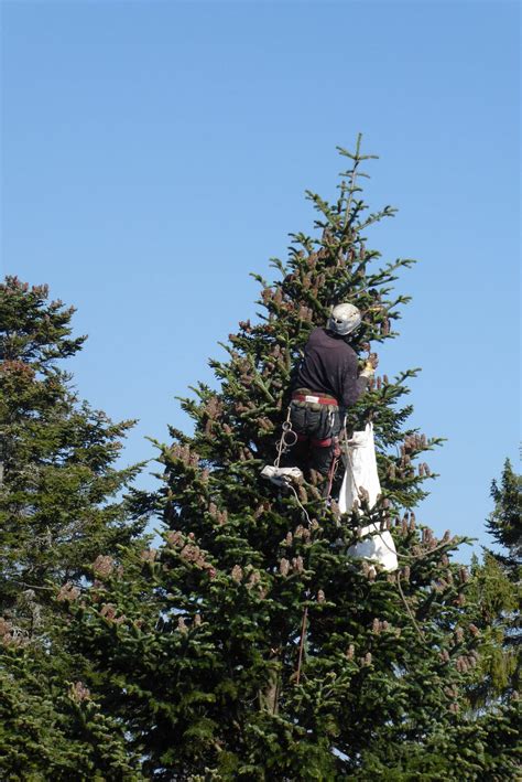fotografia: zber šišiek ihličnanov