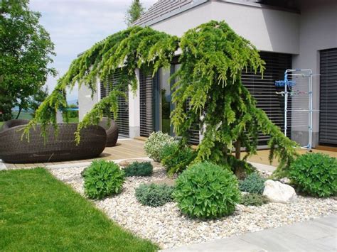 fotografia: ihličnany na terase