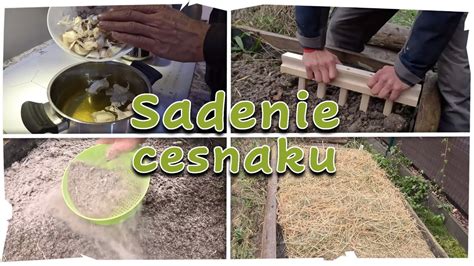 Moderný mechanický sejbač cesnaku v prevádzke na poli