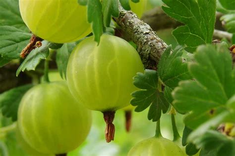 ilustračné foto kôpru voňavého v záhrade