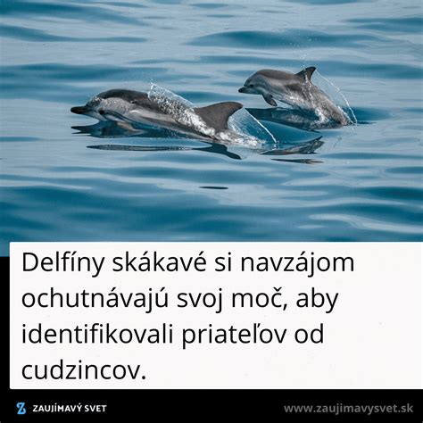 Delfíny skákavé v sociálnej skupine