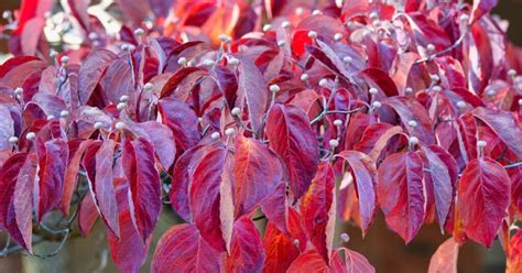 jesenné listy jarabiny s červenými plodmi