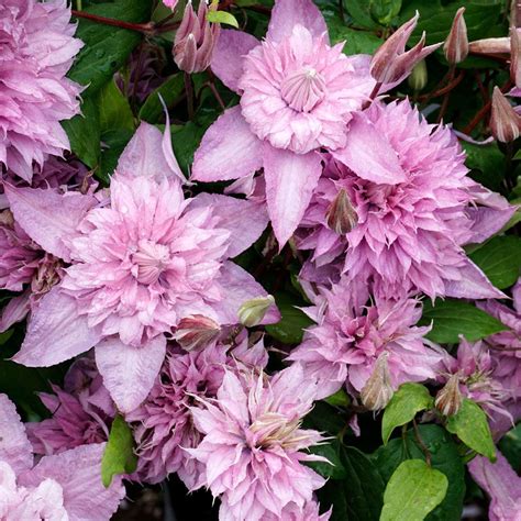Ružový kvet plamienka (Clematis Multi Pink)