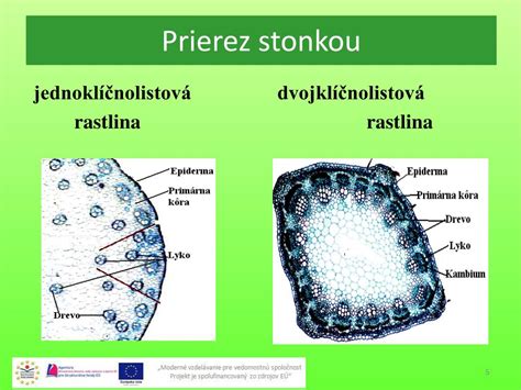Priečny rez koreňom s vyznačenými vrstvami: pokožka, kôra, stredný valec