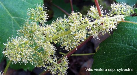 Schéma rozdelenia druhu Vitis vinifera na poddruhy