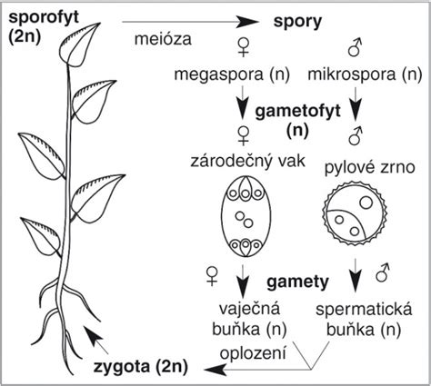 Schematické znázornenie dvojitého oplodnenia u krytosemenných rastlín