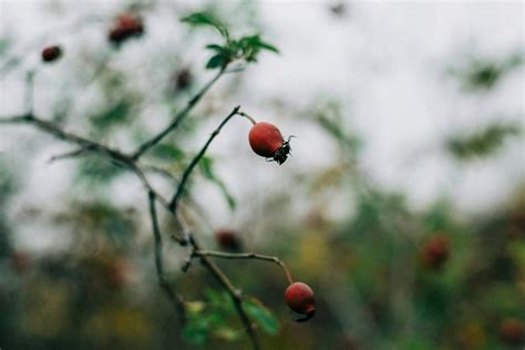 Tematická fotografia šípok na kríku v jesennom slnku