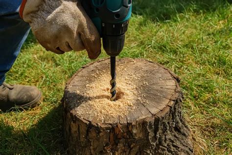 Ilustračná fotografia dospelého stromu v záhrade