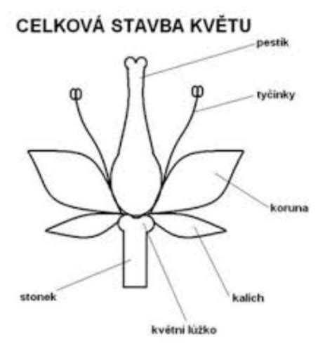 Schéma vzrastu a anatomické detaily listu a kvetu katalpy bignóniovitej