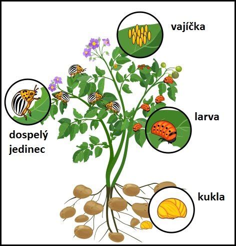 Ilustrácia pásavky zemiakovej na zemiakovom liste.