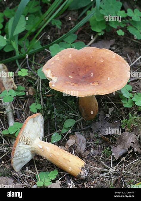 Detailná fotografia rýdzika surovičkového (Lactarius volemus) s viditeľným mliekom