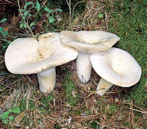 Fotografia rýdzika korenistého (Lactarius piperatus)