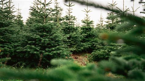 Zasiahnuté ihličie jedle škodcami