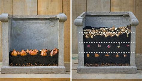 schéma vrstvenia cibuľovín v kvetináči (lasagne metóda)