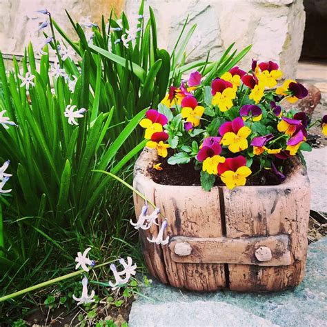 foto kvitnúceho iskerníka v kvetináči