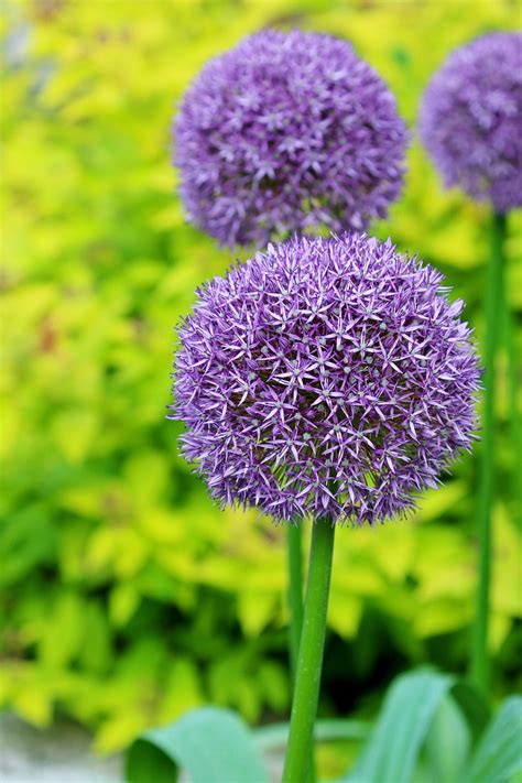 foto kvitnúceho Allium giganteum v kvetináči
