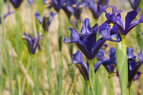 foto rôznofarebných kosatcov v kvetináčoch