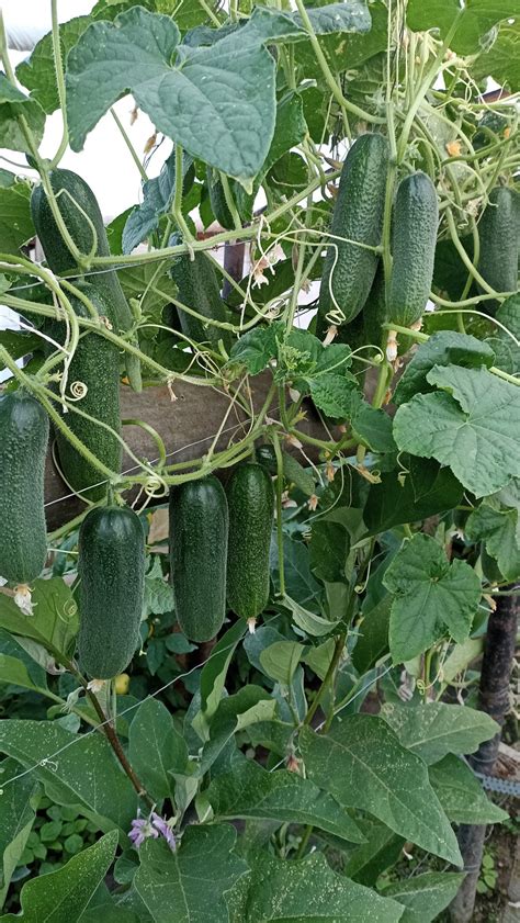 Schéma vertikálneho pestovania uhoriek v skleníku na oporných sieťach alebo špagátoch