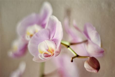 ilustračné foto: orchidea na svetlom, ale nepriamom svetle pri okne