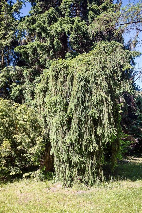 Tematické foto: Picea abies 'Inversa' ako solitér s prevísajúcimi vetvami