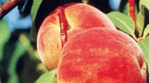 Ilustračné foto broskyne odrody Catherina