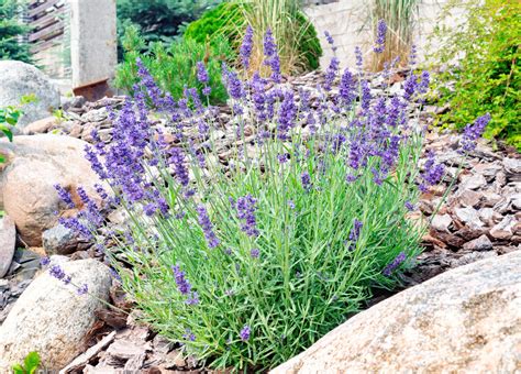 Záhon s rôznymi rastlinami, ktoré odpudzujú slimákov, ako levanduľa, rozmarín a pakost