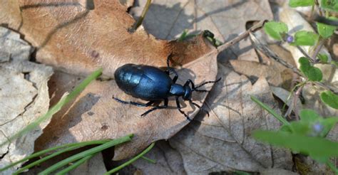 Foto machovičky šidlovitej v záhrade