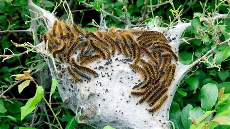 húsenice spriadača amerického v pavučinovom hniezde