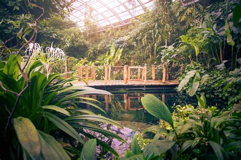 Ilustračné foto: Tropický skleník s lekonom Viktória Cruzova