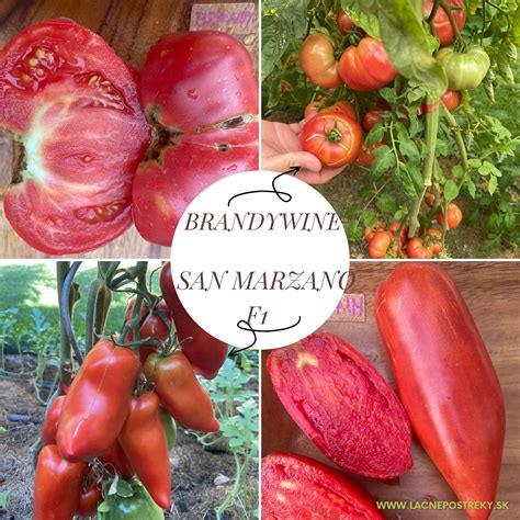 Fotografia čerstvých paradajok San Marzano na vetvičke