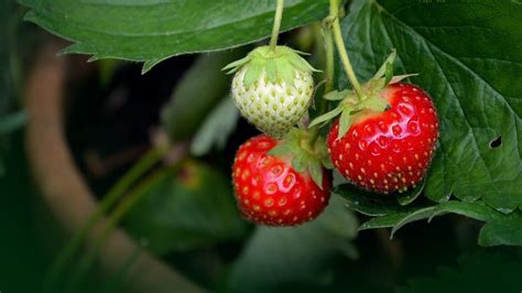 ilustračné foto: čerstvé zrelé jahody na kríku